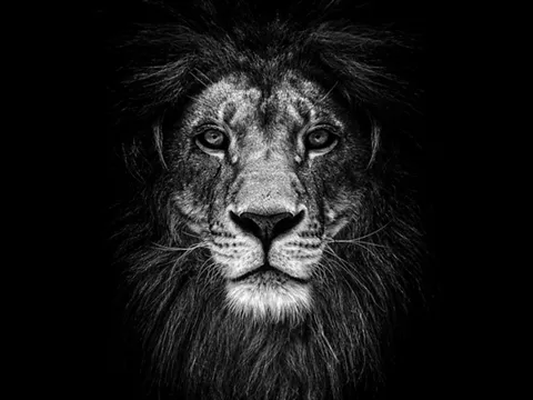 Straumann® Novaloc® Retentive System