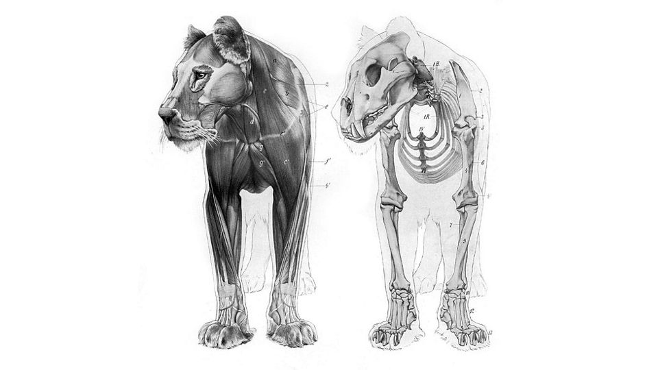 Lioness Muscle Anatomy - Lion Anatomy - Big Cat Lion & Lioness Anatomy