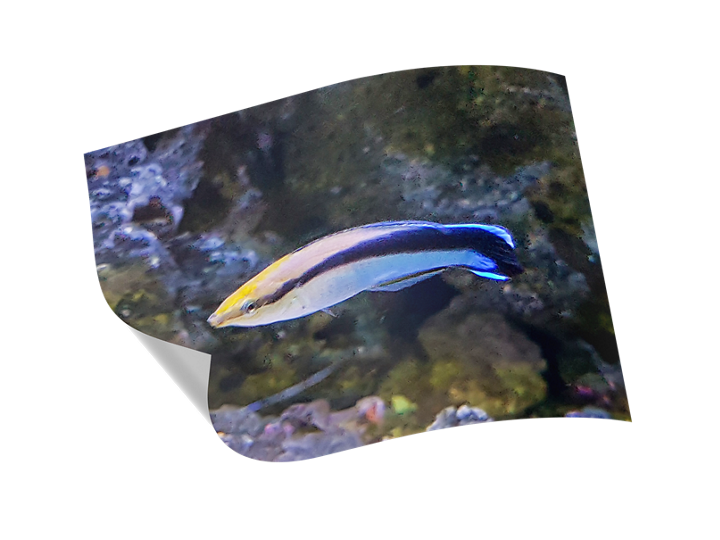 Labrida Fish