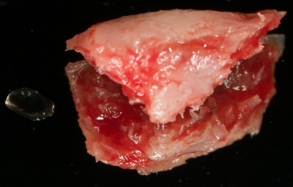 fig. 10